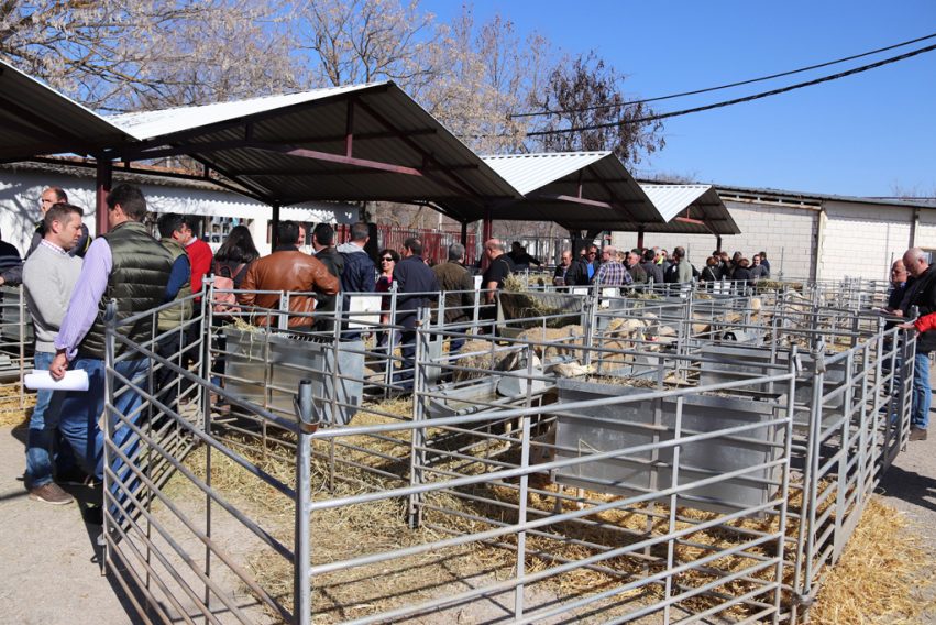 Subasta Agrama raza manchega