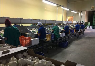 Asociación Nacional de Productores de Ajos consideran «intolerable» la «campaña de desprestigio» puesta en marcha por CCOO