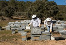 UPA propone una ayuda asociada para la apicultura en la nueva PAC apicultores