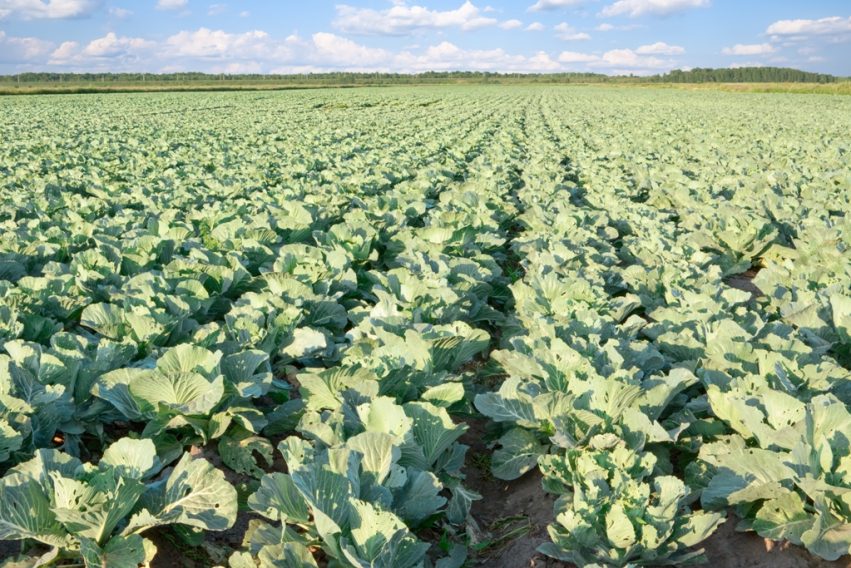 campodehortalizas_tcm30-274623