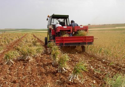 Mesa Nacional del Ajo hará estudio sobre consumo medio de agua