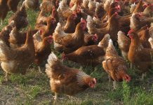 ¿Cuáles son las 18 localidades de Castilla-La Mancha con confinamientos por gripe aviar? gallinas