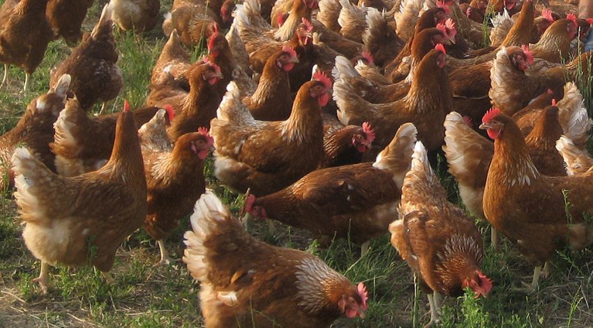 ¿Cuáles son las 18 localidades de Castilla-La Mancha con confinamientos por gripe aviar? gallinas