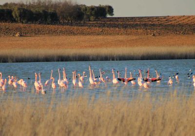 Dos fundaciones, juntas en la conservación de lagunas de Villacañas