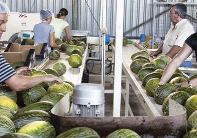 Prevé un descenso de la superficie de siembra del melón