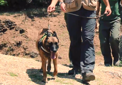 Organizaciones piden a Castilla-La Mancha una unidad canina contra cebos envenenados