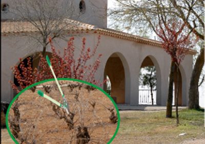 VI Concurso Regional de Poda de Viñedo de Miguel Esteban