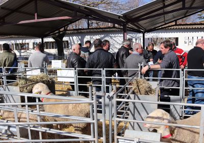 680 euros, precio medio de la primera subasta de raza manchega