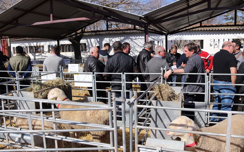 subasta-manzanares-agrama