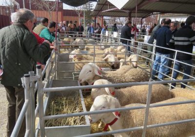 Agrama presenta Catálogo de Sementales con 17 mejorantes de ovino manchego