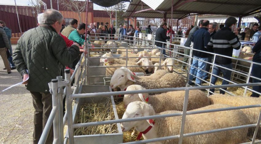 66 sementales estarán disponibles en la VI Subasta Virtual de Raza Manchega