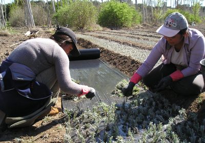 Aprobadas bases reguladoras de subvenciones a entidades de mujeres rurales