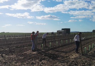 Proyecto Life Resilience contra la Xylella Fastidiosa completa sus primeras fases