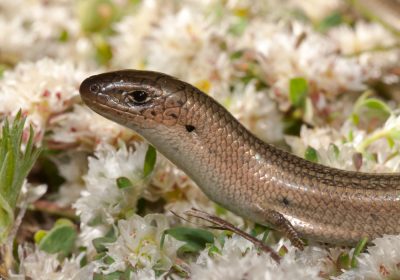 Nuevo curso sobre anfibios y reptiles propios de Castilla-La Mancha