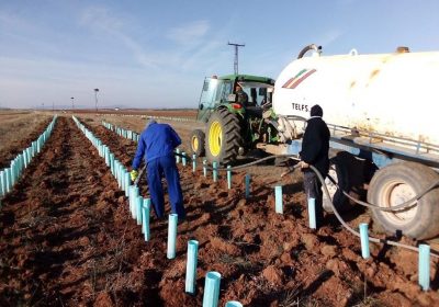 Once kilómetros de setos en parcelas agrarias para proteger aves esteparias