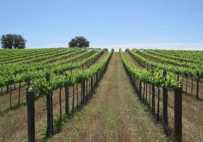 Los viñedos y bodega de Dehesa de Luna ya son ecológicos