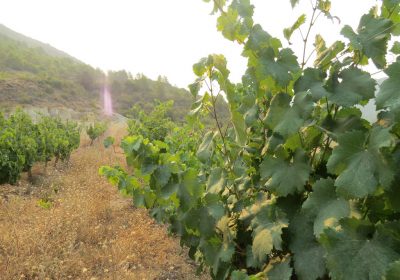 Abierto el plazo de inscripción para VinoDiversidad