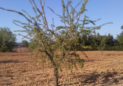 Las heladas causan estragos en el almendro de La Manchuela