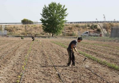 Condiciones y requisitos para cuidado huertos familiares en Estado de Alarma