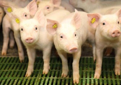 Actividad de ICPOR generó 90 empleos en el medio rural castellano-manchego