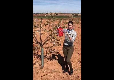 ¿Cómo hacer trampa contra la avispilla del almendro?