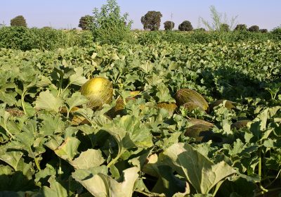 Precios de melón y sandía aguantan en recta final de campaña