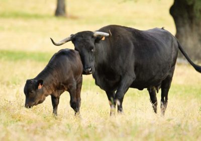 Las razas puras reflexionan sobre su situación
