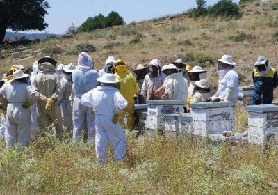 Asociación Apicultores de Guadalajara innova en formación con programa Tutelajes apícolas