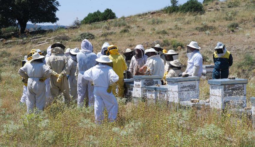 apicultura abejas gu apag 3