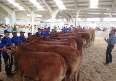 Feria AgroGanadera del Valle de Los Pedroches cambia fecha de Subasta