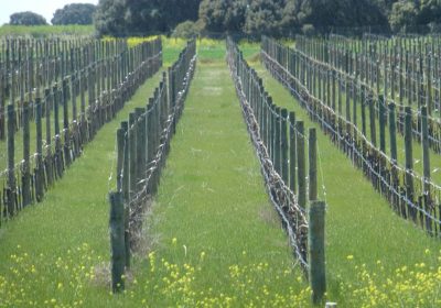 Unos conocidos vinos de La Roda estarán en el Salón Gourmets