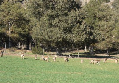 APAG reclamará en el Consejo Regional de Caza la Emergencia Cinegética para Molina de Aragón