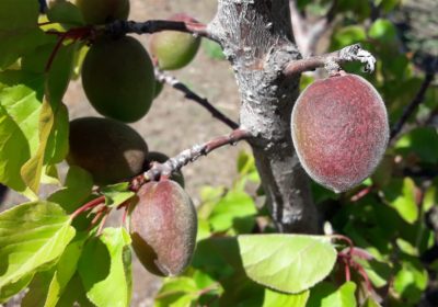 Frutales y almendro, producciones más afectadas por heladas y pedriscos