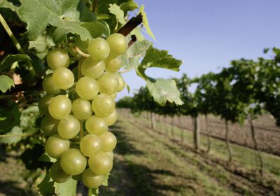 Amplían soluciones anti mildiu para viña