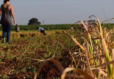 Duro ataque de CCOO CLM a ASAJA Ciudad Real a cuenta del Convenio del Campo