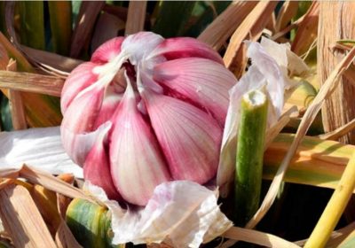 Brasil no subirá el arancel al ajo europeo