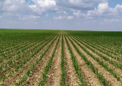 Desciende la tasa de morosidad en el sector agroalimentario