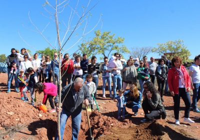 Alcázar inicia «Bosque de la Vida» con plantación 22 álamos negros