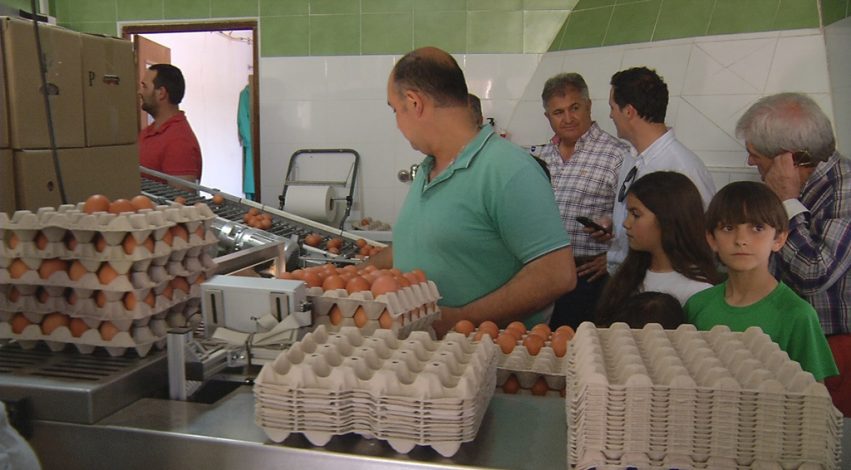 apertura empresa huevos, sala de embalaje