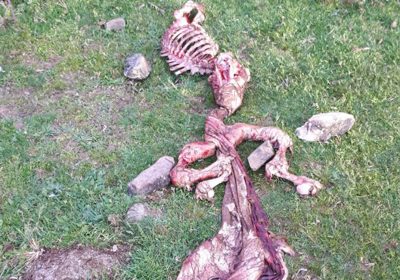 Nuevos ataques de lobos al ganado, en la provincia de Guadalajara