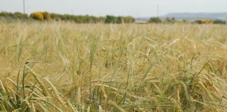 Falta de lluvia y calor afectan cereales de Guadalajara y Cuenca