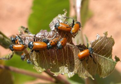 ¿Cómo combatir la Galeruca en el pistacho y otros árboles?