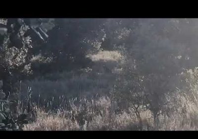 Un joven lince en finca de Torre de Juan Abad (Ciudad Real)