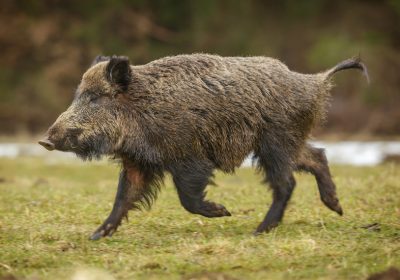 Presenta una modificación del Plan de Contingencia frente a Triquina