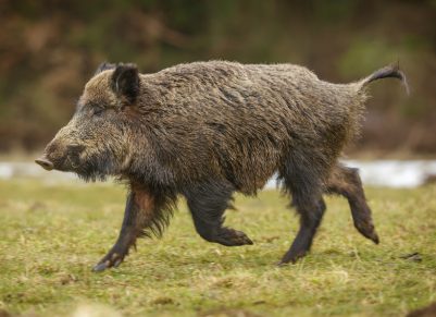 “La peste porcina africana está peor que nunca”
