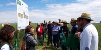 Conozca todo sobre el cultivo de la colza