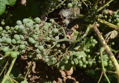 Advierten sobre la posible aparición de Oidio o Cenizilla en la vid