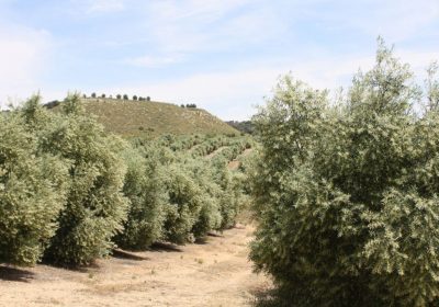 Insiste en proteger olivar tradicional de bajo rendimiento con una ayuda específica de la PAC