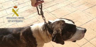 Dos investigados por robo de cinco perros de rehala