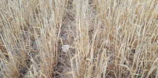 Agroseguro eleva la superficie siniestrada por sequía a más de 980.000 hectáreas sequía